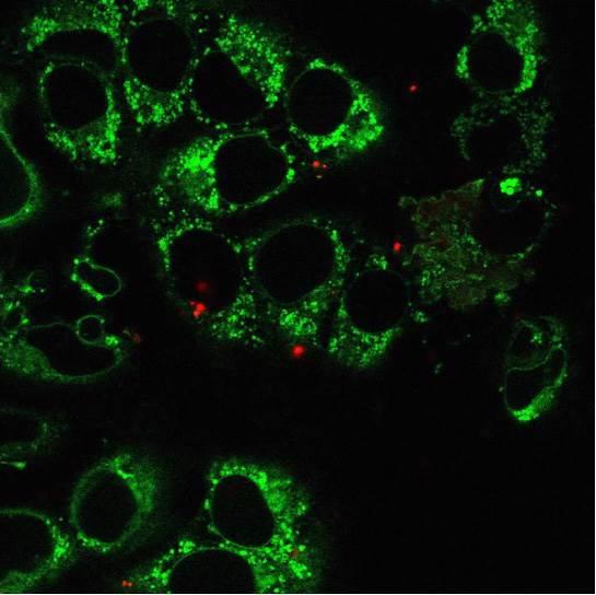 Modified Cells
