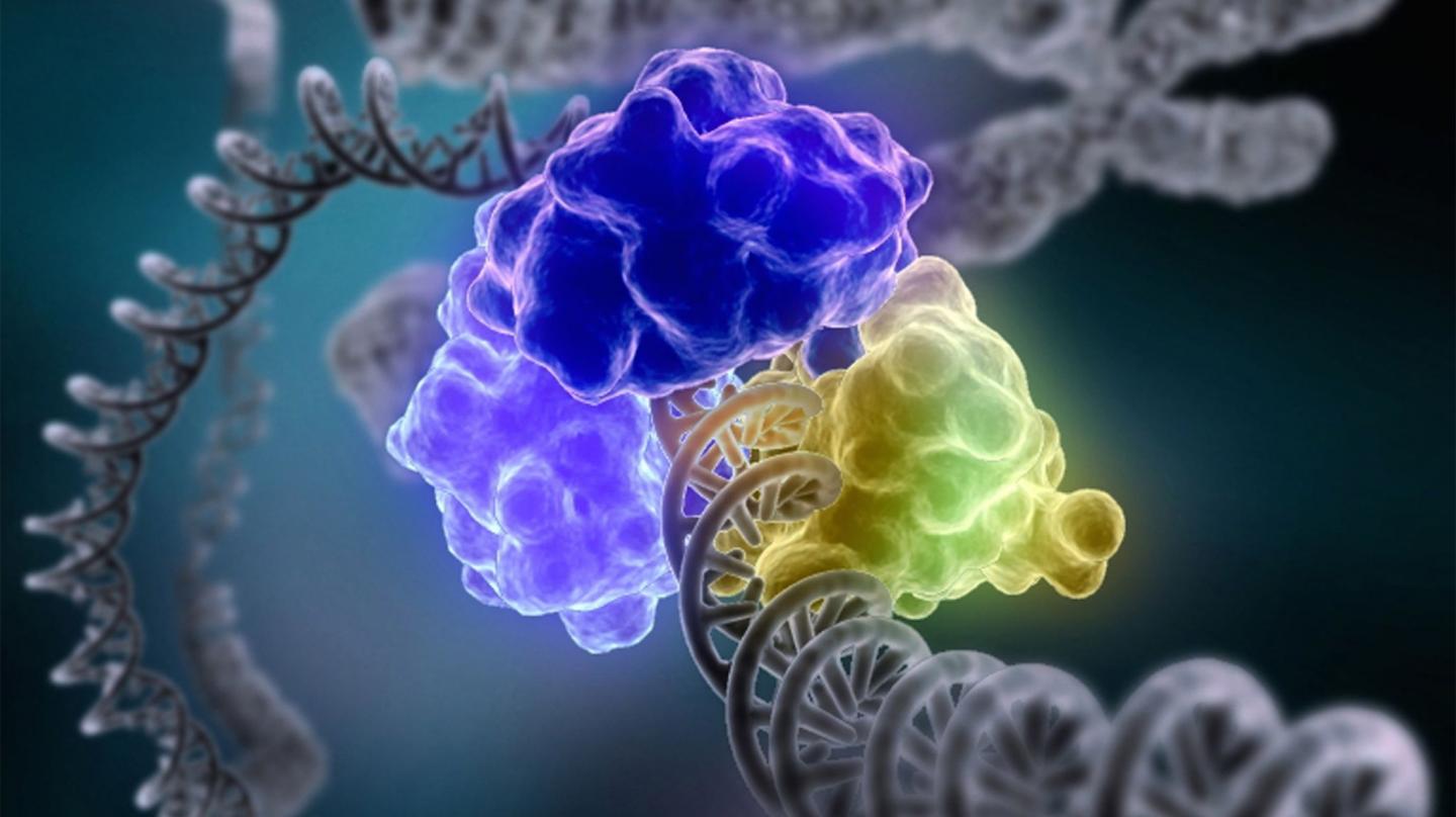 DNA Repair