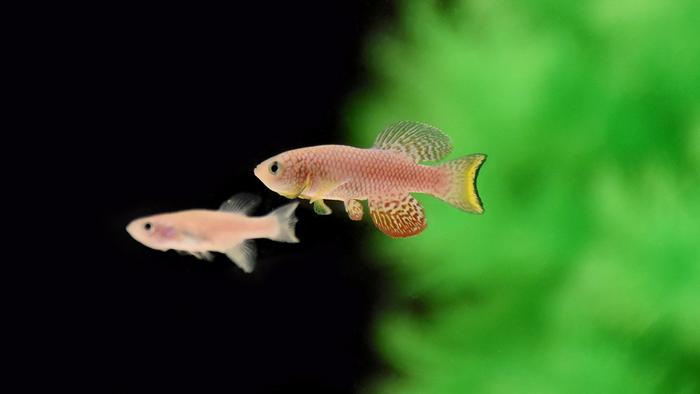 Comparison of female and male killifish