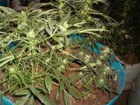 Marijuana Plant