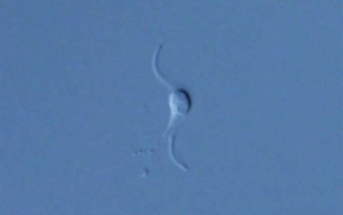 A light micrograph of Viscidocauda repens