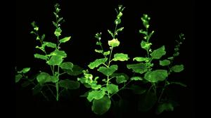 Timelapse of self-sustaining bioluminescent plants