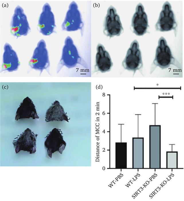 Representative images MCC ability of the ET in WT and SIRT3-KO mice following tympanic injection of PBS or LPS.