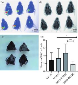 Representative images MCC ability of the ET in WT and SIRT3-KO mice following tympanic injection of PBS or LPS.