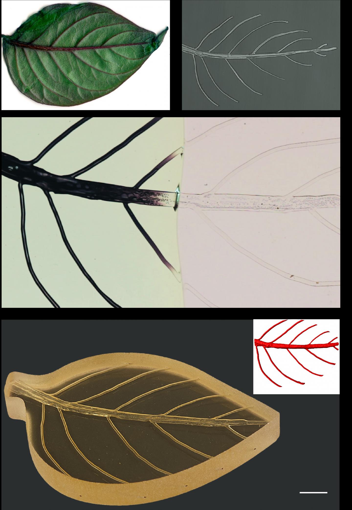 Vascular network bioinspiration