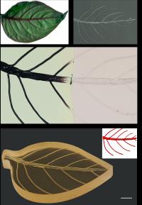 Vascular network bioinspiration