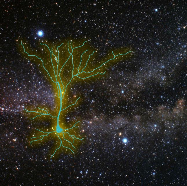 Synaptic Cloaking