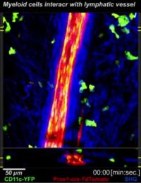 Lymphatic Vasculature