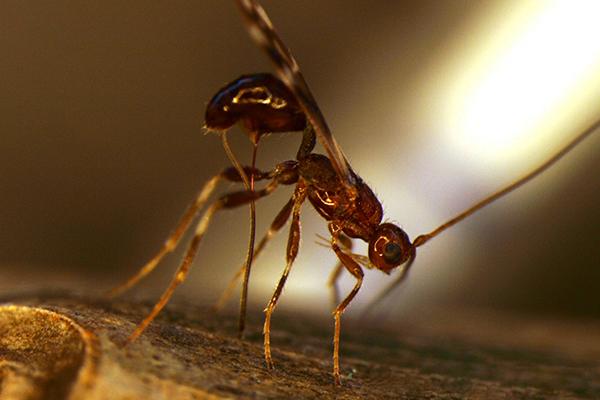 Tiny, Non-Stinging Wasp to Help Control Emerald Ash Borer