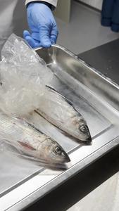 Atlantic herrings in the lab (Very brief clip)