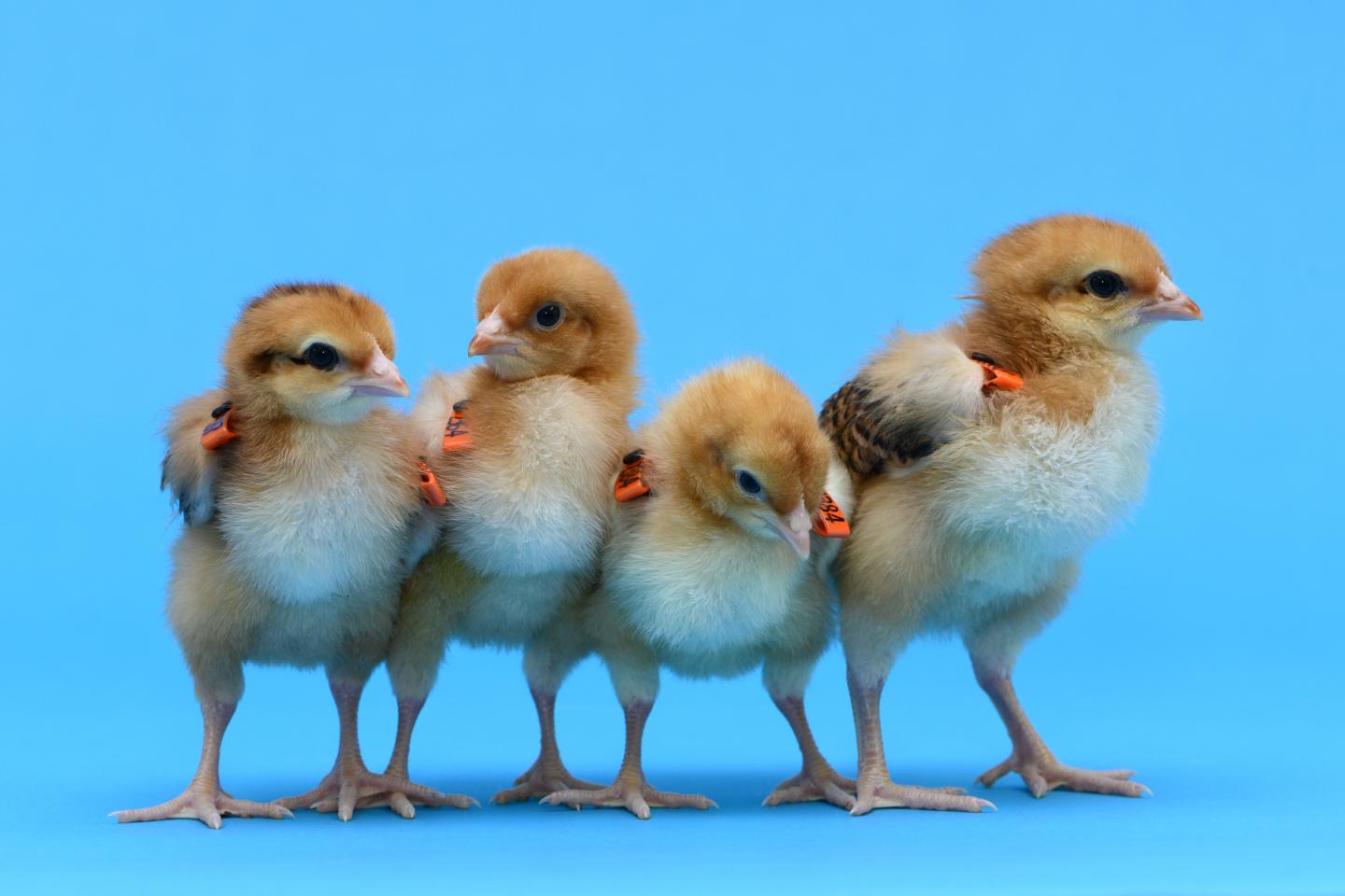 Gene-edited Hens Produced as Surrogates to Save Rare Breeds