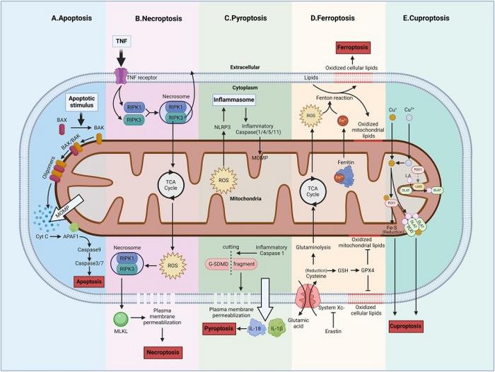 Mitochondria-associated cell death pathways.