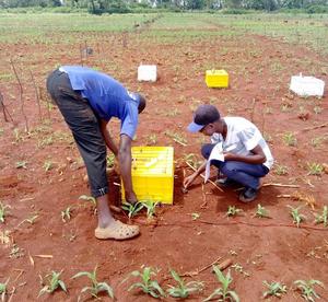 Field measurement in maize cultivation systems of Madeya, Kenya