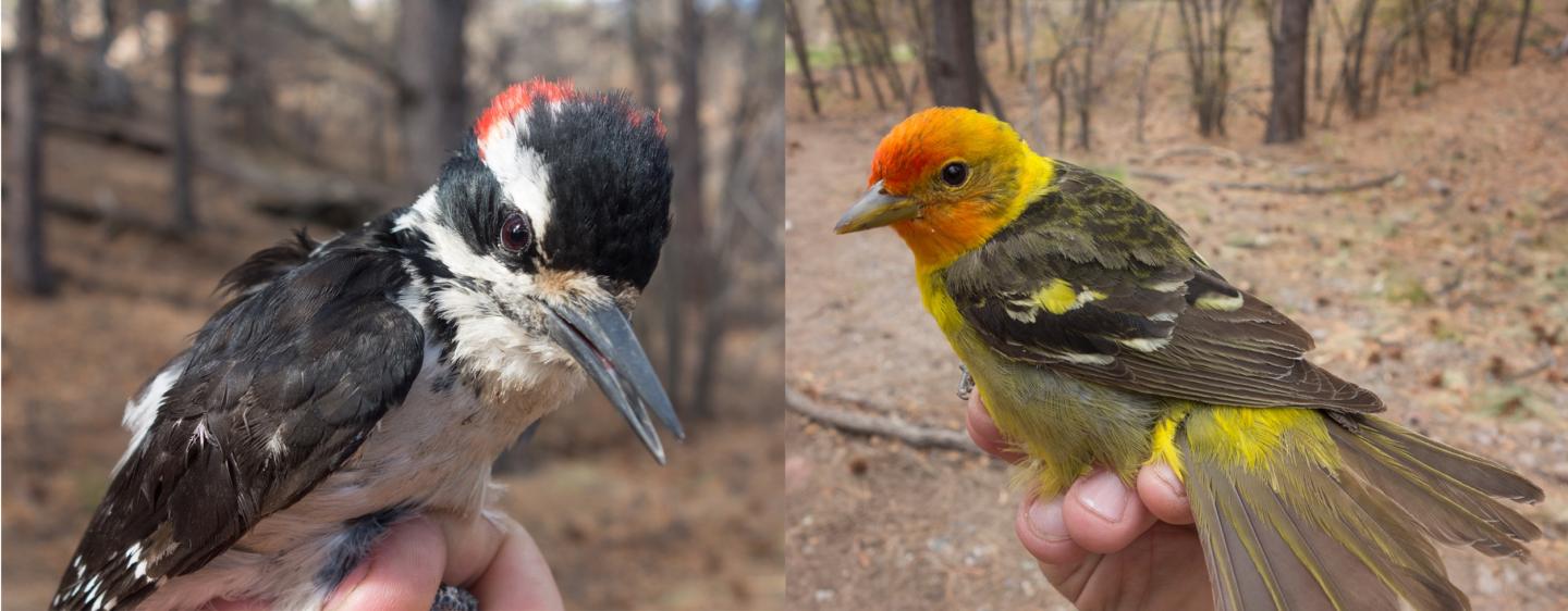 The Numbers of Birds and Bird Species Are Declining