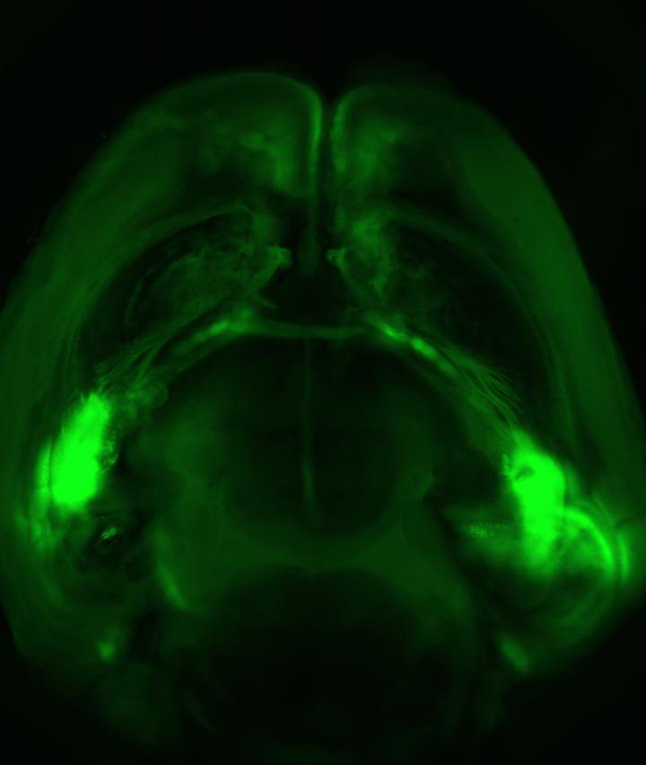 Mouse Brain