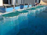 Experiment conducted in Crete Island, Greece