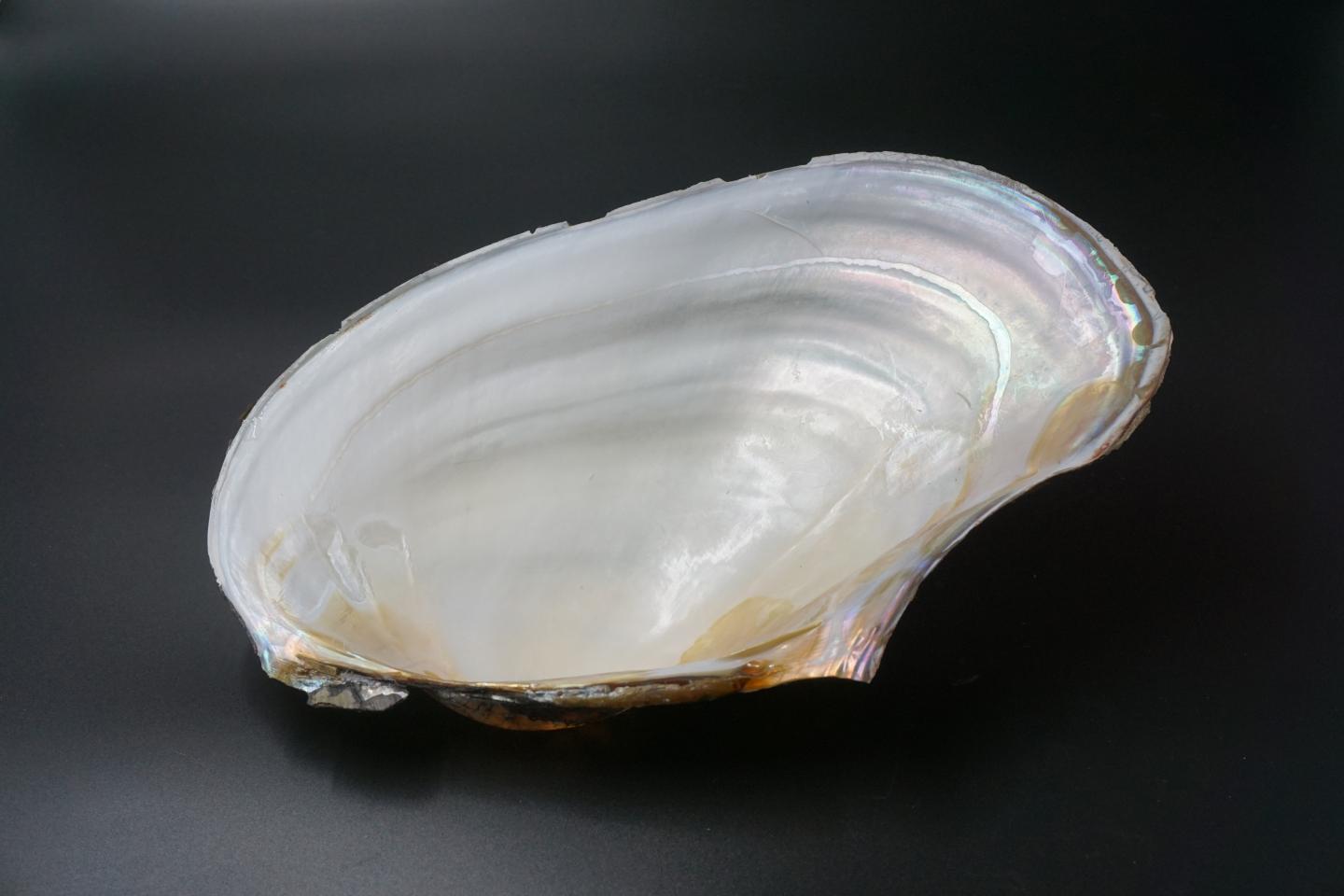 Using Nature's Recipe to Create Mother of Pearl (4 of 4)