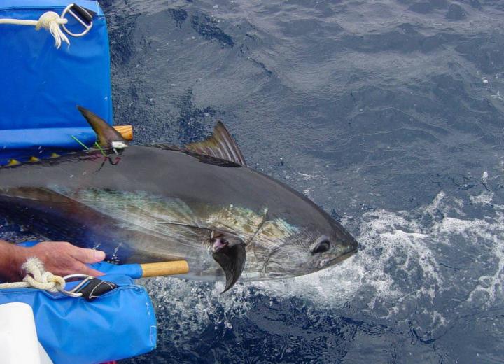 Pacific Bluefin Tuna