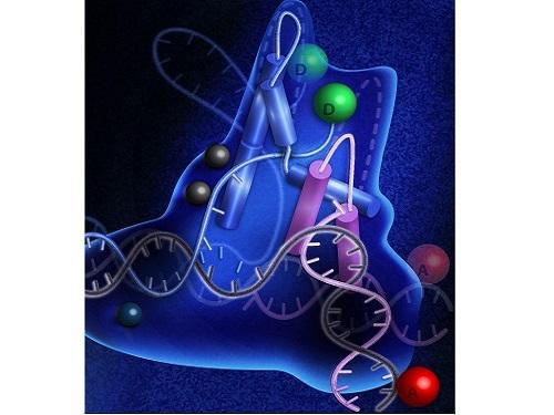 FEN1 uses a Two-Step Process to Repair Damaged DNA
