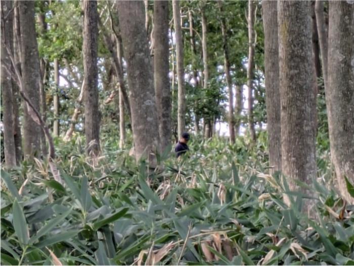 An isolated forest in Tobetsu, Hokkaido.