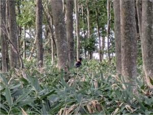 An isolated forest in Tobetsu, Hokkaido.