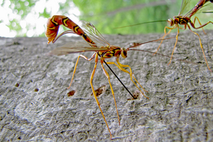 Parasitoid wasp