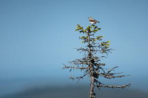 Northern Wheatear