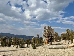 Bristlecones in White Mountains landscape