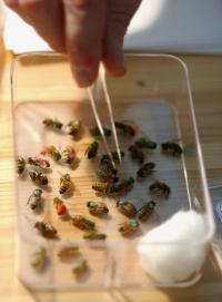 Bees With Markings