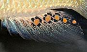 Cichlid <i>Astatotilapia burtoni</i>