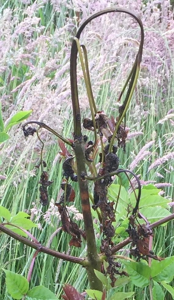 A Young Ash Tree Dying of Ash Dieback