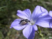 Linum bienne