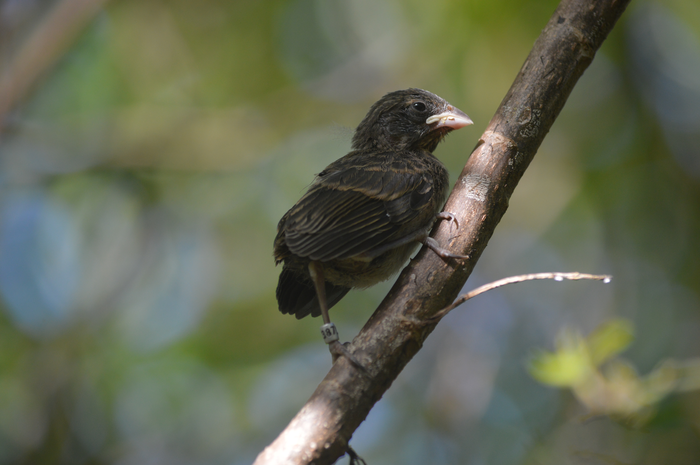 Darwin finch