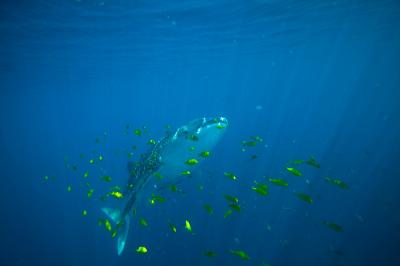 Whale Shark