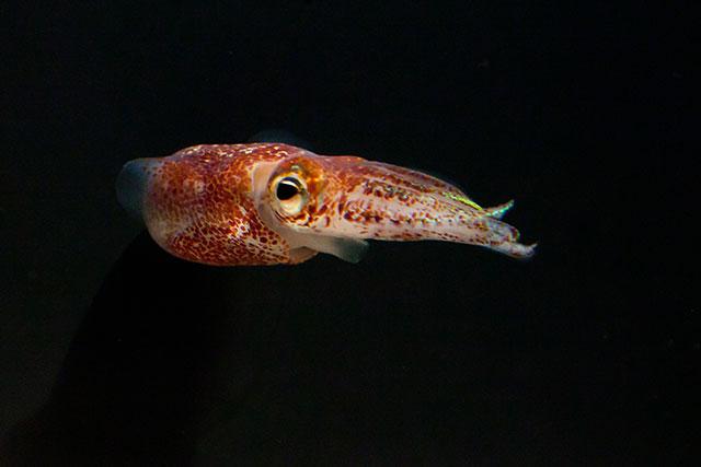 Hawaiian Bobtail Squid