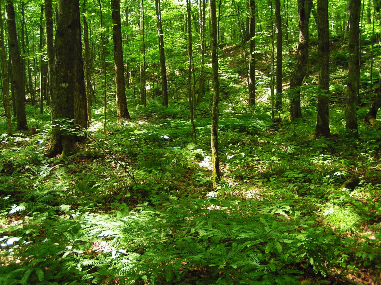 Understory without Earthworms