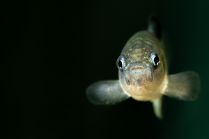 Devils Hole pupfish from refuge population