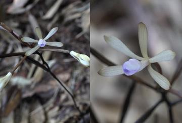 Closed Marriage: An Orchid that Never Blooms (1)