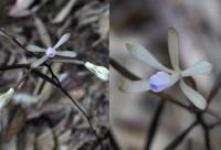 Closed Marriage: An Orchid that Never Blooms (1)