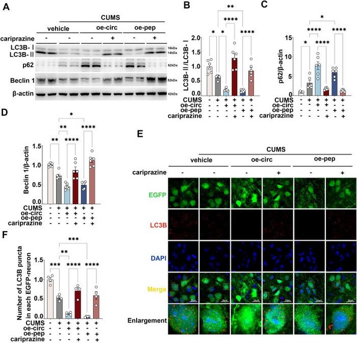 Effects of administration of the DRD3 agonist cariprazine on the level of autophagy induced by circFKBP8(5S,6) or its encoded protein cFKBP8 in mice.