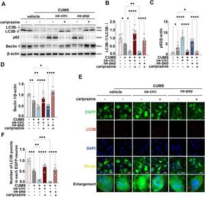 Effects of administration of the DRD3 agonist cariprazine on the level of autophagy induced by circFKBP8(5S,6) or its encoded protein cFKBP8 in mice.