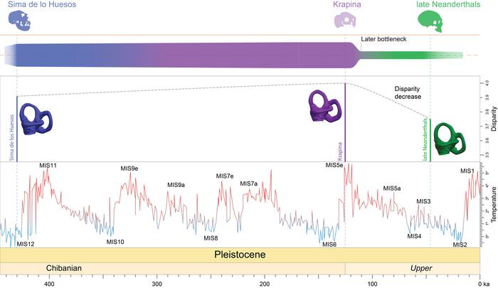 Representación de los cambios en la diversidad morfológica a lo largo de la historia evolutiva del linaje neandertal