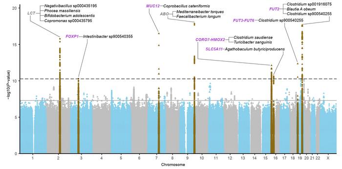Associations between genetic variants and 921 different bacterial species in the Swedish cohorts (n = 16,017).