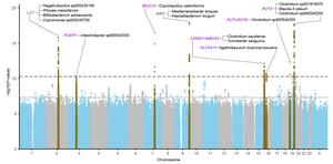 Associations between genetic variants and 921 different bacterial species in the Swedish cohorts (n = 16,017).