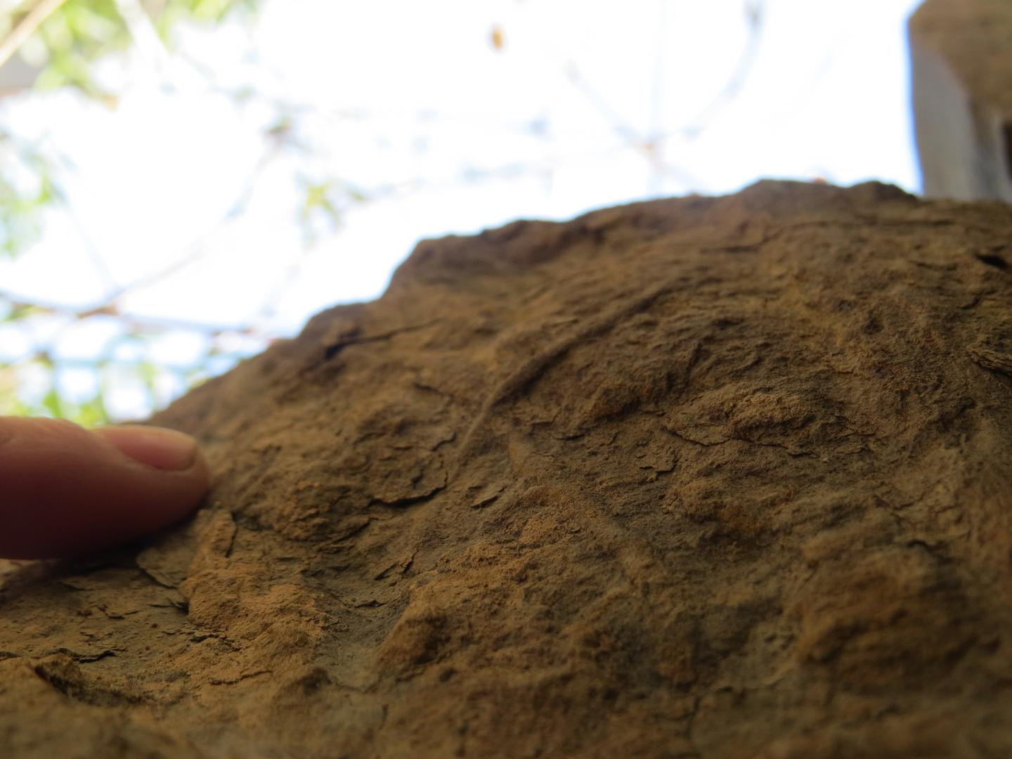 Cross-Cutting Burrows