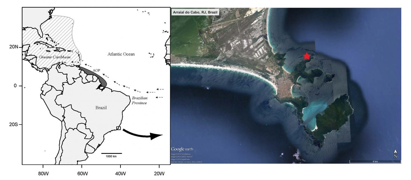 Brazil's First Lionfish Invader