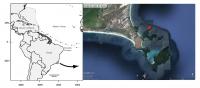 Brazil's First Lionfish Invader