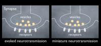 Evoked Neurotransmission