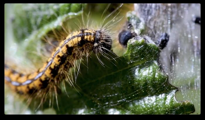 Western tent caterpillar close up