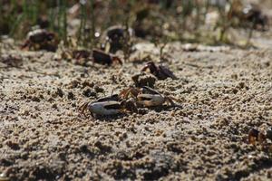 Male fiddler crabs